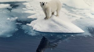 Arctic wildlife photograph by Murat Uslu – Eşik Noktası, Muse Contemporary, Istanbul 2026